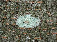 Lecanora strobilina image