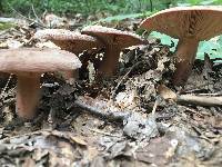Lactifluus corrugis image