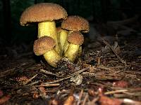 Aureoboletus innixus image