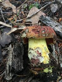 Boletus subluridellus image