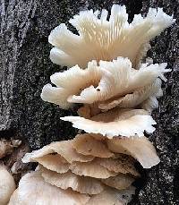 Pleurotus pulmonarius image