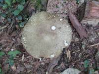 Amanita submaculata image