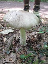 Amanita submaculata image