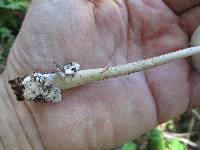 Amanita sect. Vaginatae image
