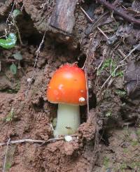 Amanita parcivolvata image