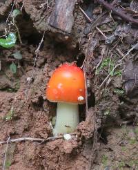 Amanita parcivolvata image