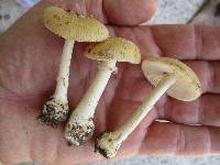 Amanita crenulata image