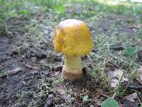 Amanita flavorubens image