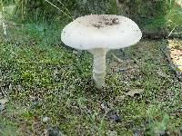 Amanita spreta image