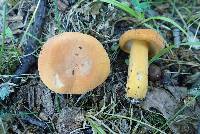 Lactifluus hygrophoroides image