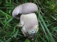 Tylopilus rubrobrunneus image