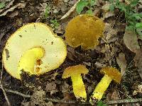 Boletus auripes image