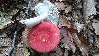 Russula silvicola image