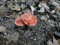 Chalciporus pseudorubinellus image