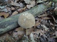 Boletus variipes image