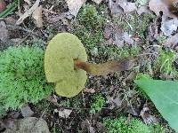 Boletellus chrysenteroides image