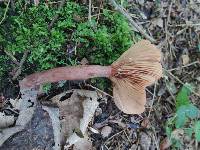 Lactarius rufus image