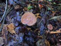 Austroboletus gracilis image