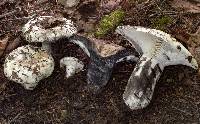 Russula michiganensis image