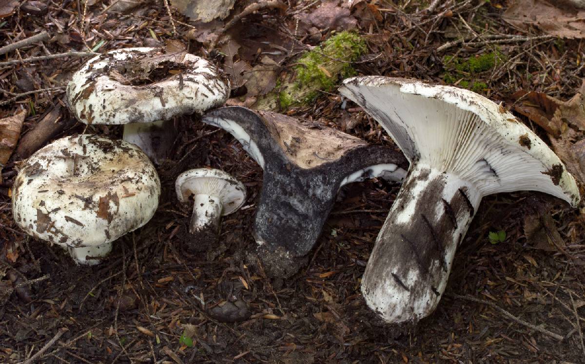 Russula michiganensis image