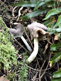 Helvella compressa image