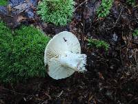 Russula dissimulans image