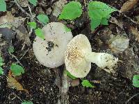 Lactarius argillaceifolius image