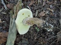 Boletus variipes image