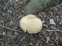 Boletus variipes image