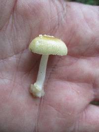 Amanita minutula image