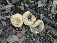 Lactarius psammicola f. glaber image