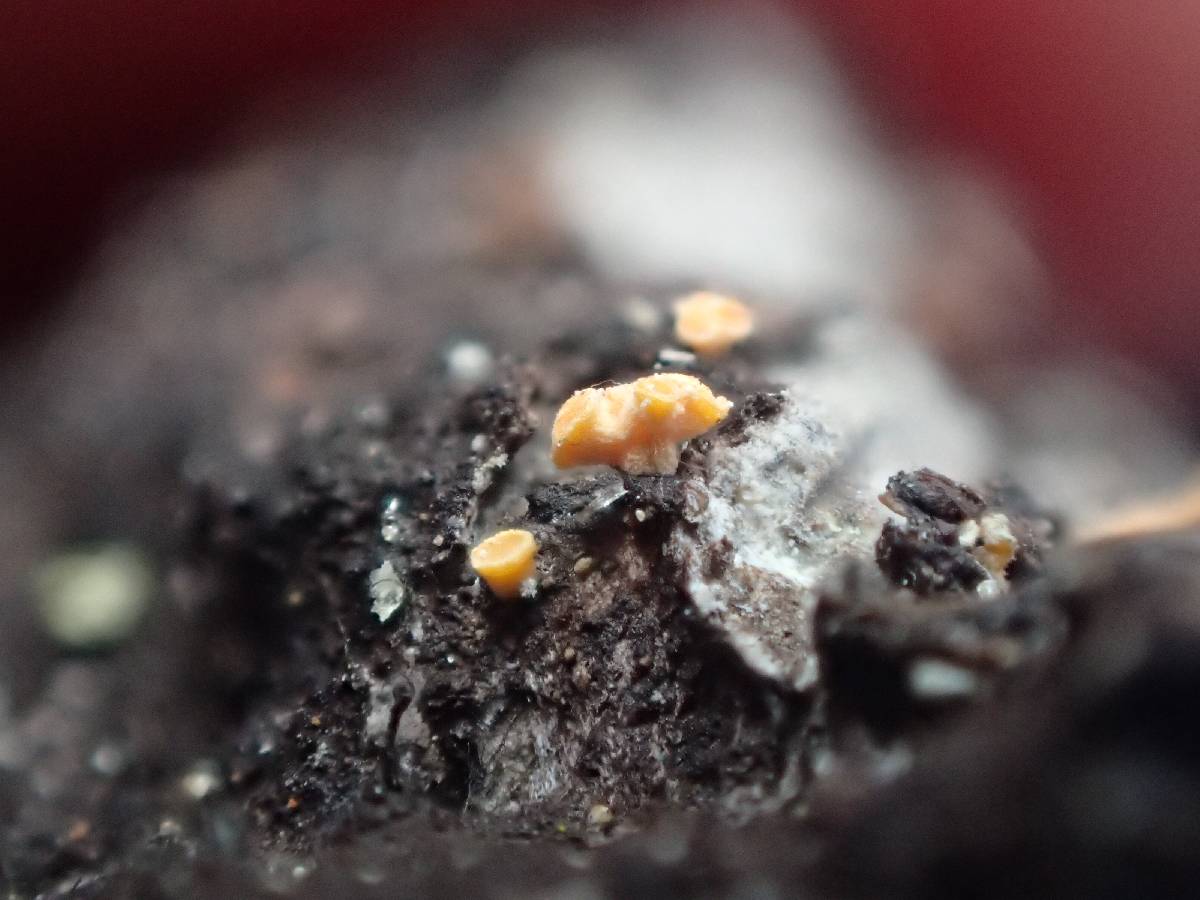 Bisporella resinicola image