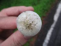 Amanita solaniolens image