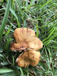 Russula mutabilis image