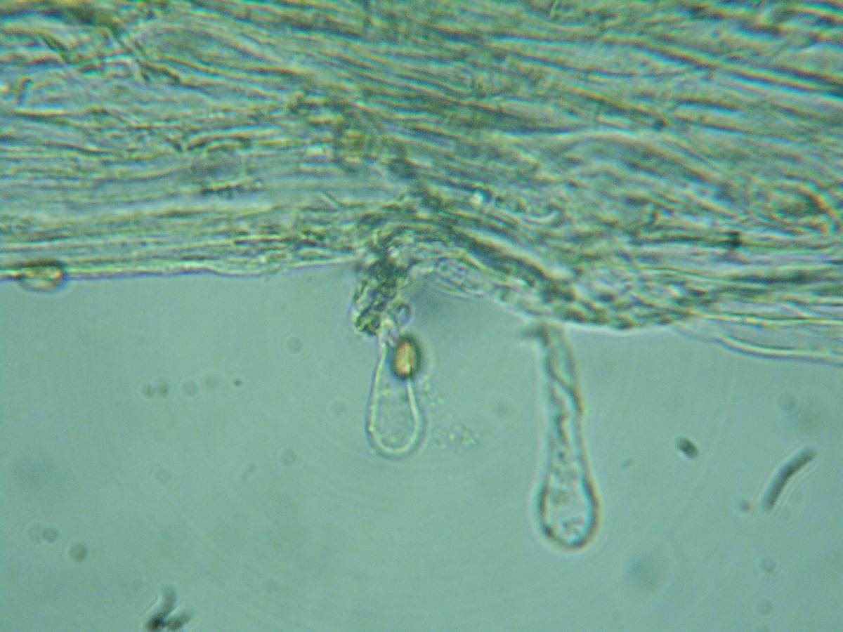 Pholiotina intermedia image