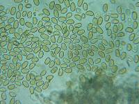 Pholiotina intermedia image