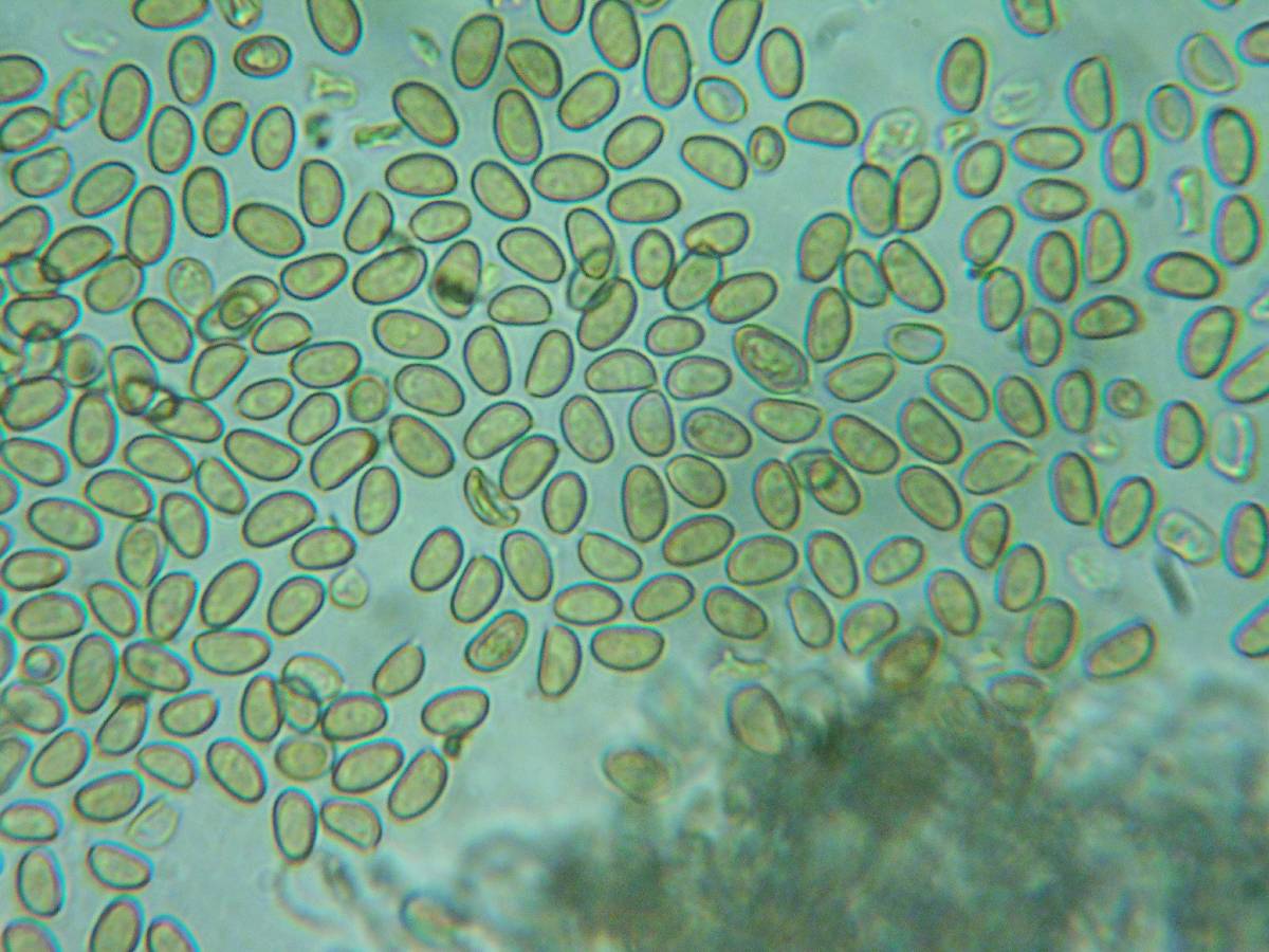 Pholiotina intermedia image
