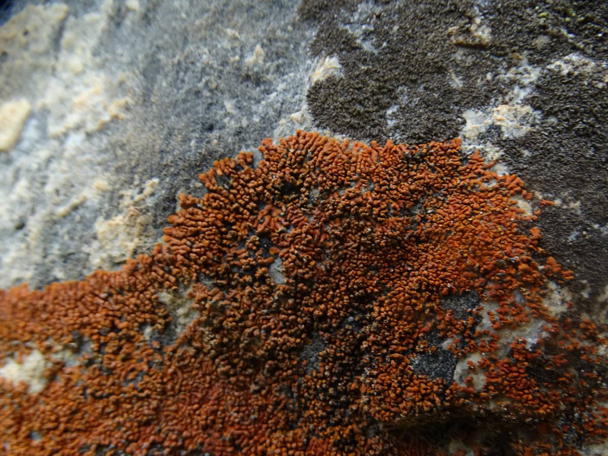 Caloplaca ignea image