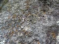 Lecanora pseudomellea image