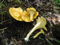 Cantharellus septentrionalis image