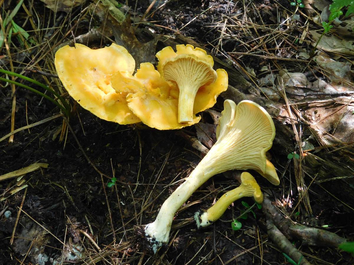 Cantharellus septentrionalis image