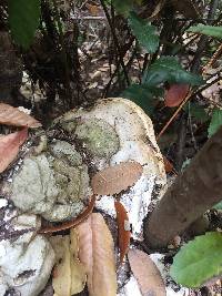 Fomitopsis ochracea image