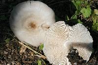 Pluteus petasatus image