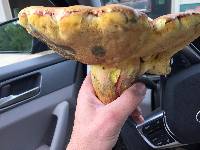 Boletus pallidoroseus image