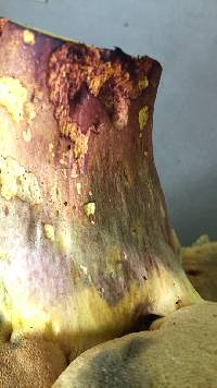 Boletus pallidoroseus image