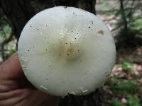 Amanita aestivalis image