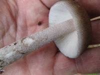 Amanita rhacopus image
