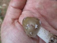 Amanita rhacopus image