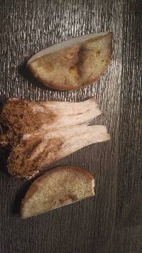 Boletus pallidus image