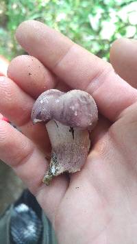 Tylopilus plumbeoviolaceus image